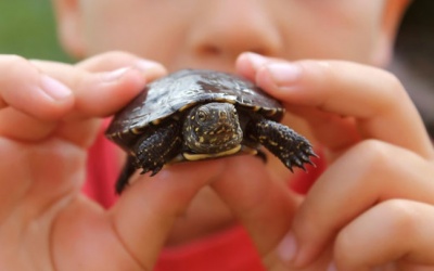 CDC Mỹ cảnh báo nguy cơ nhiễm khuẩn salmonella từ rùa nhỏ