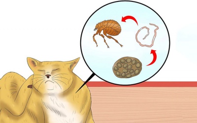 Chó, mèo bị giun sán chữa tại nhà được không?