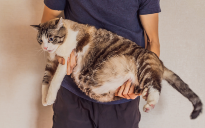 Mèo cưng béo phì và 'sen' làm sao đây?