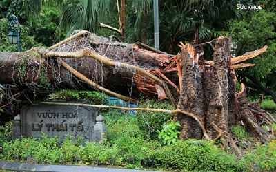 Chùm ảnh: Nhiều cây đại thụ ở Hà Nội bị 'quật ngã' trong siêu bão YAGI