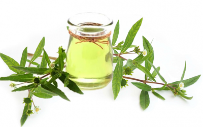 Dưỡng tóc với dầu cỏ mực