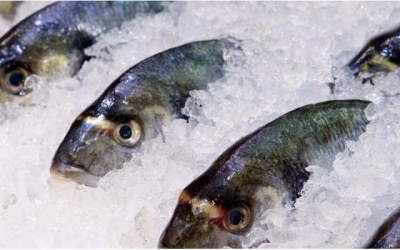 Nguy cơ ngộ độc histamine từ cá biển