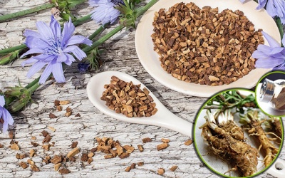 Rễ rau diếp xoăn: Từ rau dại tới thức uống thay thế cà phê