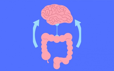 Trục ruột - não hoạt động thế nào và làm sao để cải thiện?