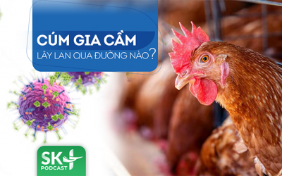 Podcast: Cúm gia cầm lây lan qua đường nào?