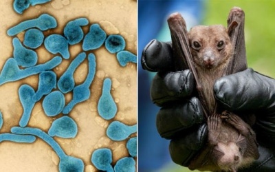 Ngăn chặn nguy cơ xâm nhập bệnh do virus Marburg, Bộ Y tế chỉ đạo khẩn