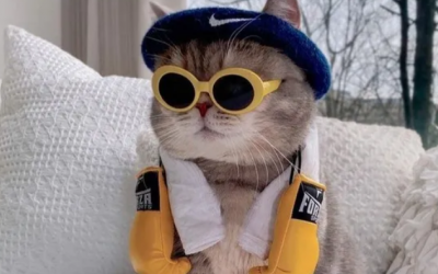 6 bệnh về mắt thường gặp ở mèo 