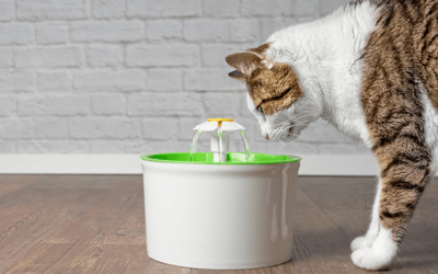 4 cách giúp mèo cưng chăm uống nước 