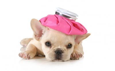 Những điều cần biết về bệnh parvo ở chó 