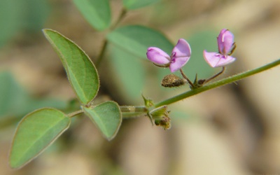 Một vài bài thuốc trị sỏi mật, viêm túi mật có chứa kim tiền thảo