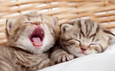 Khi mèo con mọc răng sữa…