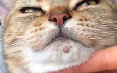 Các bệnh ngoài da thường gặp ở mèo và cách nhận biết 