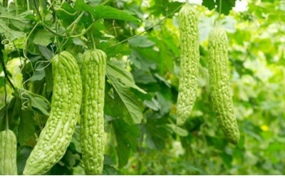 Mướp đắng có tác dụng gì với mái tóc?