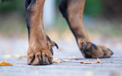 Huyền đề ở cún cưng là gì?