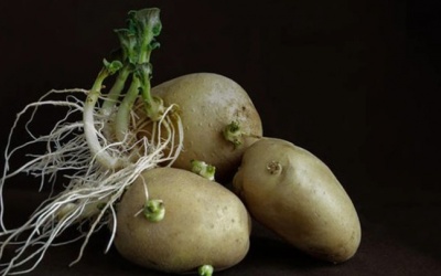 Nếu thấy khoai tây có 2 dấu hiệu này, đừng bao giờ ăn!