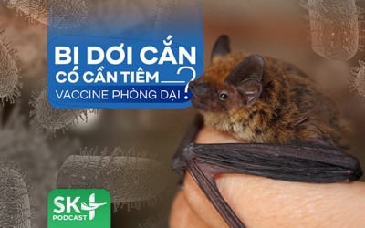 Podcast: Bị dơi cắn có cần tiêm vaccine phòng dại không?