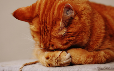 Những điều cần biết về bệnh Herpes ở mèo 