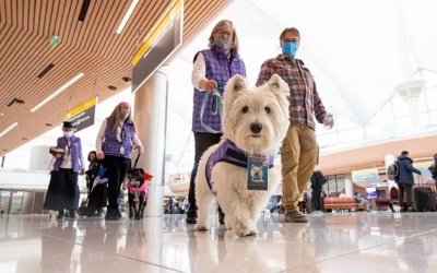 Những “chuyên gia trị liệu bốn chân” ở sân bay