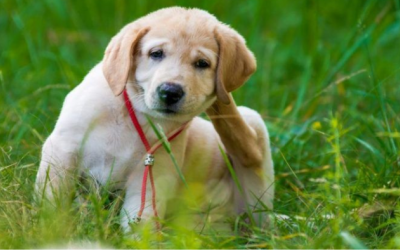 Cún cưng cũng rất cần dưỡng ẩm