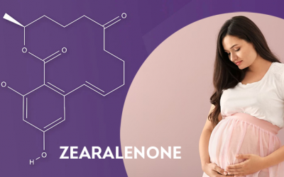 Nhiều bà bầu phơi nhiễm với độc tố nấm mốc zearalenone 