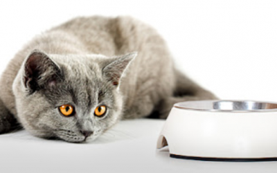 Cho mèo cưng ăn tỏi có thể dẫn đến tác hại khôn lường