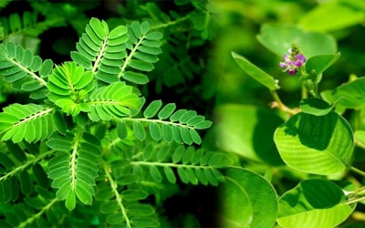 Diệp hạ châu, kim tiền thảo có lợi gì cho người bị sỏi mật?