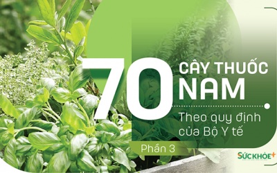 Thuốc Nam trong vườn: 4 loại cây chữa kiết lỵ hiệu quả