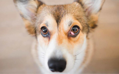 Giải mã bệnh “cherry eye” ở cún cưng 