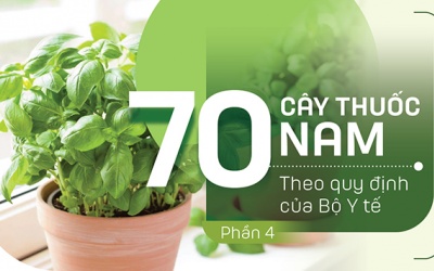 Thuốc Nam trong vườn: 5 loại cây chữa viêm lợi