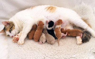 Trong năm đầu đời, mèo con nên ăn uống như thế nào? 