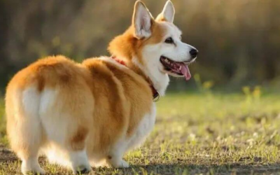 Những điều cần biết về loài cún có “chiều cao khiêm tốn”