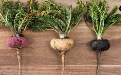 Củ maca có giúp cải thiện sức khoẻ sinh lý nam?