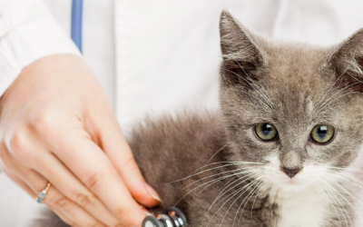 Những điều cần biết về bệnh bạch cầu ở mèo 