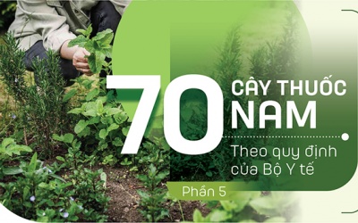 Thuốc Nam trong vườn: 4 loại cây chữa viêm phế quản