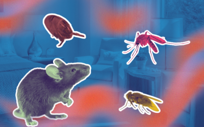 5 cách đơn giản để bảo vệ ngôi nhà khỏi chuột và côn trùng