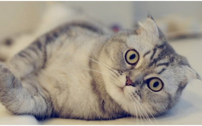 Dấu hiệu nhận biết ung thư ở mèo cưng 