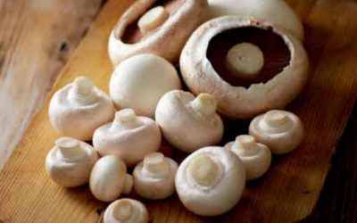 Loại nấm quen thuộc giúp làm chậm sự phát triển của khối u ung thư