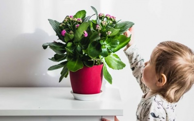 Gia đình có trẻ nhỏ cần cảnh giác với các cây có thể gây độc 