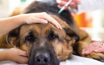 Dấu hiệu nhiễm khuẩn Salmonella hoặc E.Coli ở cún cưng 