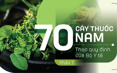 Thuốc Nam trong vườn: 4 loại cây có tác dụng cầm máu