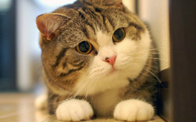 Một số biến chứng sau khi triệt sản cho mèo cưng 