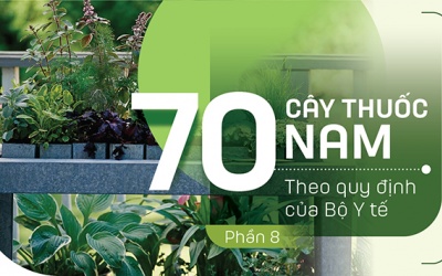 Thuốc Nam trong vườn: 4 loại cây trị tiểu đêm hiệu quả