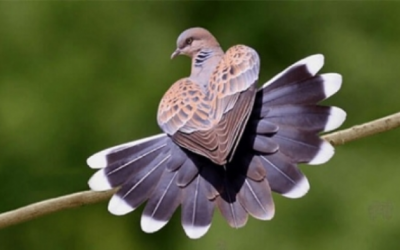 10 thực phẩm gây ngộ độc cho loài chim 