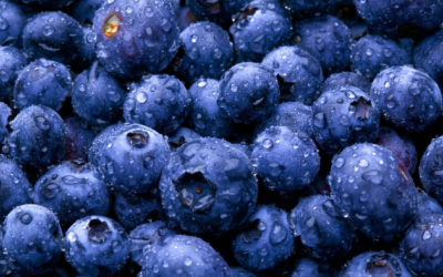 Tác dụng của quả việt quất với người bệnh thận 