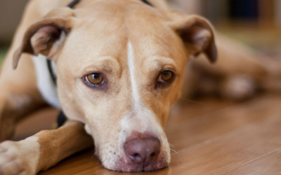 Phải làm sao nếu cún cưng ăn phải bả chuột?