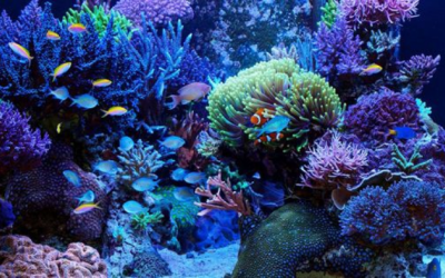 Những sai lầm phổ biến khi nuôi cá cảnh nước mặn 