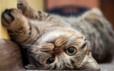 Đồng tử của mèo biến đổi nói lên điều gì?