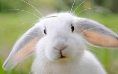 “Sen” cần lưu ý gì khi bắt đầu nuôi một chú thỏ?
