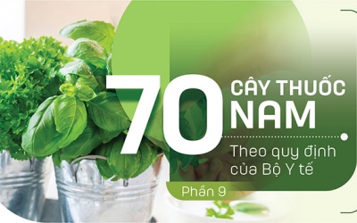 Thuốc Nam trong vườn: 5 loại cây trị viêm họng hiệu quả