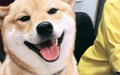 Chuyên gia chia sẻ cách giúp cún cưng mạnh khoẻ quanh năm 